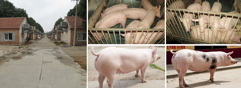 菏泽宏兴原种猪繁育有限公司